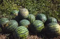 Из-за изменения климата в Беларуси начали выращивать арбузы / Фото: Еврорадио​