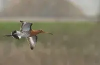 У Беларусі сапраўдная вясна / t.me/wildlifebelarus/
