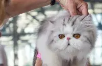 Персидские коты, чьей родиной считается Иран, также теперь будут под запретом / РБК​