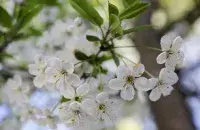 Холодная весна 2023-го / sb.by
