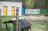 Обычно владельцев собак штрафуют&nbsp;от 270 до 810 рублей / Иллюстративное фото Еврорадио​