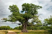 400-летний gодляшский дуб Дунин / treeoftheyear.org