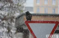 Снова мокрый снег / zviazda.by