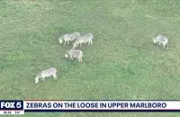 Зебры на волі / Fox 5