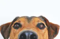 Бешеная собака заразила 14 жителей Бобруйска / pixabay.com