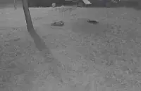 Выброшенные в Борисове собаки / кадр из видео​