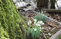 &quot;Весна за колючей проволокой&quot; / pixabay.com​