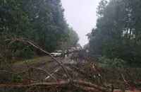 Деревья перекрыли трассу на Брестчине / Андрей Кузнецов, TUT.by​
