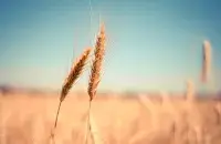 В ООН считают, что разрешение на экспорт белорусских удобрений может помочь в борьбе с голодом / pixabay
