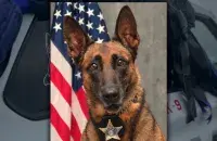 Аўчарка Нікс пражыла 7 гадоў
