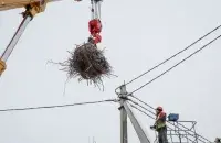Гняздо здымаецца, а пасля вяртаецца на месца
