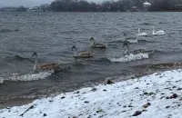 В Беларуси в начале февраля
