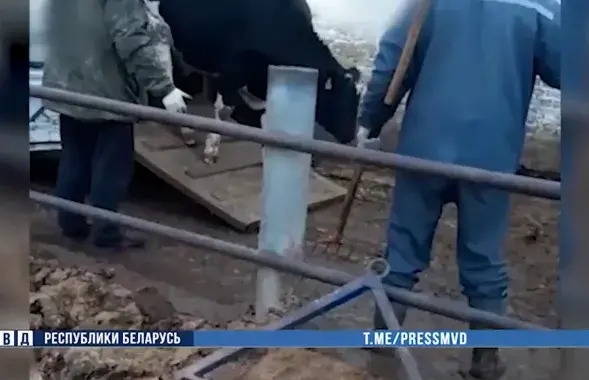 Скриншот видео с ворованными коровами / МВД
