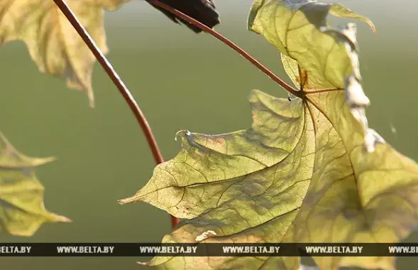 Фото: БЕЛТА