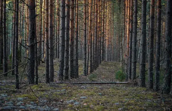 Лес вясной / bragin.by
