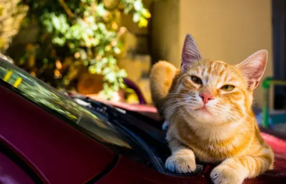 Мужчина заявил суду, что коты царапают капот машины / фото носит иллюстративный харктер