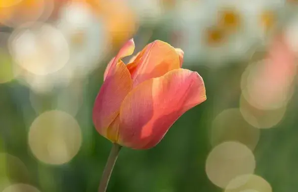 4350 рублей за цветок и память / pixabay.com
