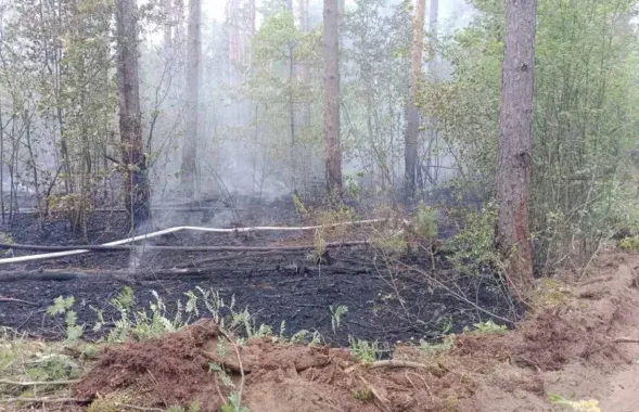 Последствия лесного пожара /&nbsp;mlh.by
