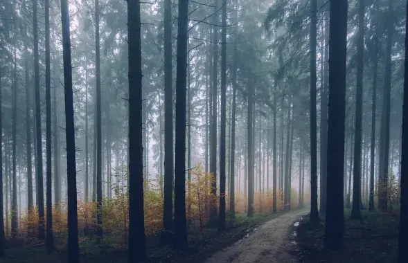 Туман в осеннем лесу / Иллюстративное фото pixabay.com
