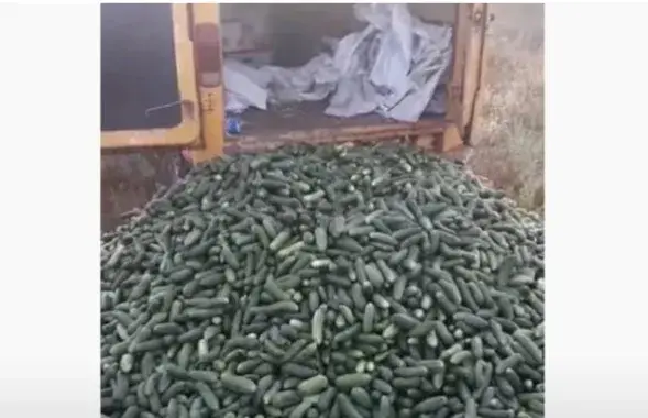 Ольшанские фермеры выбрасывают огурцы под колёса / кадр из видео​