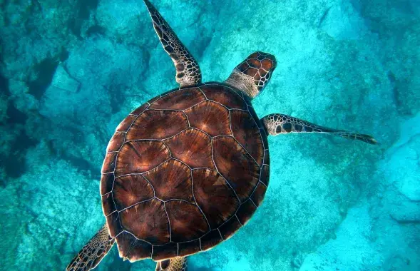 Теперь морских черепах держать дома запрещается / oceano.org