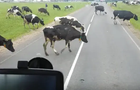 &quot;Коровы-зобми&quot;. Скриншот с видео Андрея Бойко.