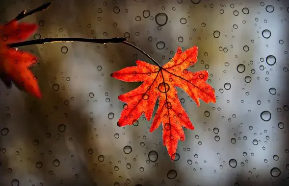Осенний дождь / pixabay.com