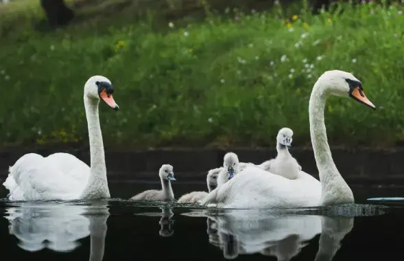 Семейная прогулка​ / @wildlifebelarus