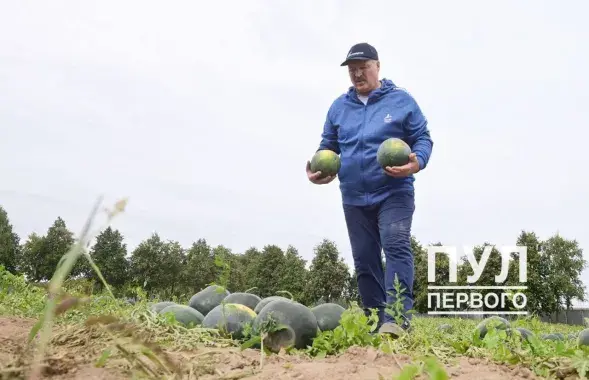 Лукашэнка з кавунамі / &quot;Пул Першага&quot;​