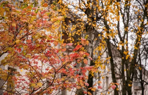 Восень у Беларусі / Еўрарадыё
