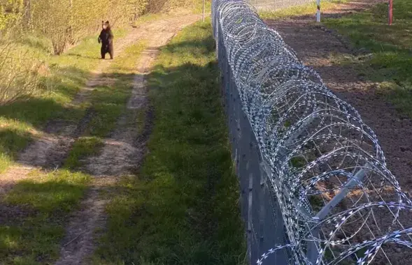 Медведь на границе Литвы и Беларуси / кадр из видео литовских пограничников
