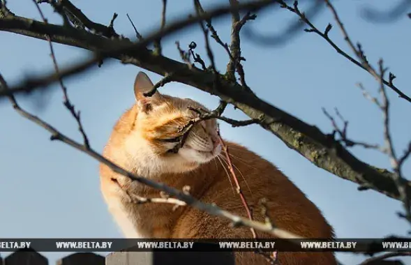 Фото: БЕЛТА