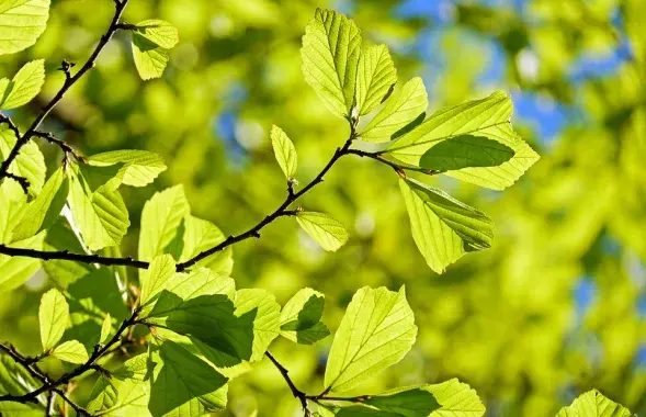 Природа Беларуси
