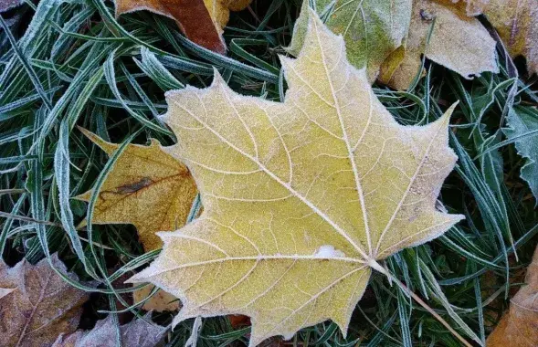 Замаразкі, ілюстрацыйнае фота
