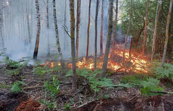 Пожар в Бобруйском лесхозе / @minleshoz
