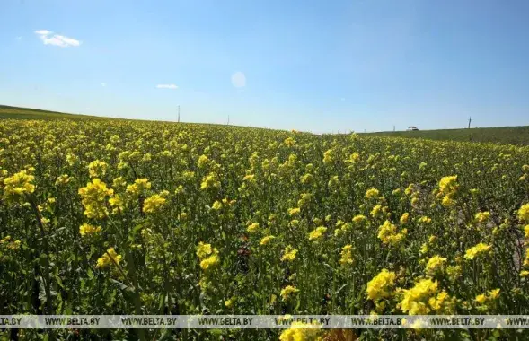 На выходных в Беларуси потеплеет до +23 / БЕЛТА​