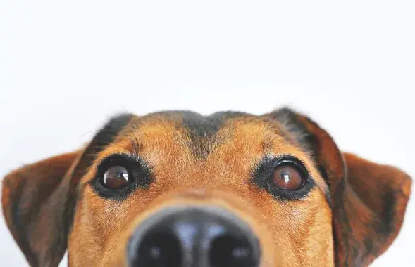 Бешеная собака заразила 14 жителей Бобруйска / pixabay.com