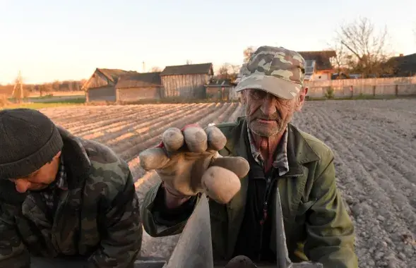 Potato is a secret &quot;weapon&quot; of Belarusians / Illustrative photo, Euroradio files