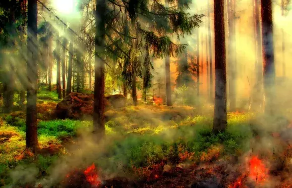 Лесной пожар / Иллюстративное фото pixabay.com
