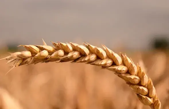 Литва может разрешить транзит украинского зерна через Беларусь / pixabay.com

