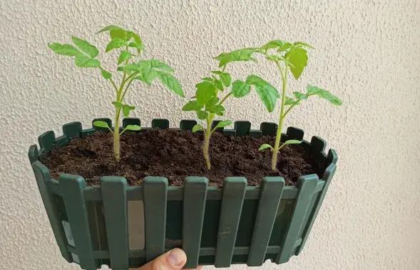 В квартире могут расти даже помидорки!