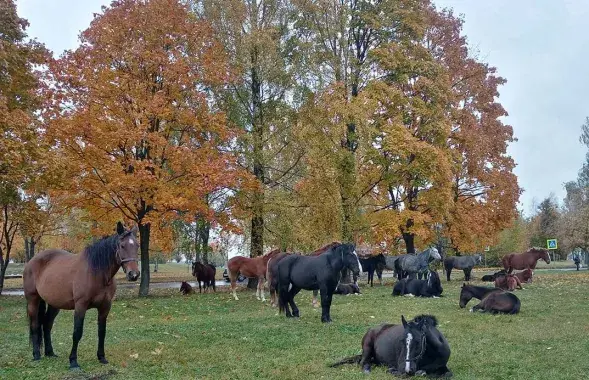 Лошади в Могилёве