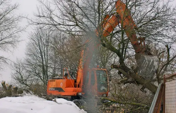 Уничтожение деревьев в Витебске