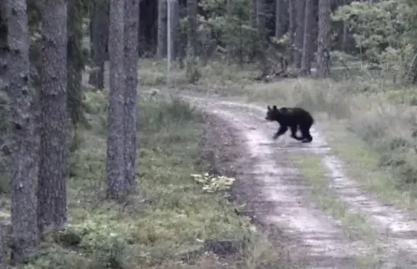 Медведь охотился на лосёнка, перебежавшего границу перед ним
