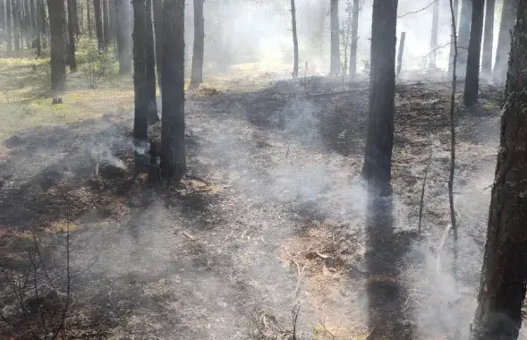 Лесной пожар (иллюстративное фото)
