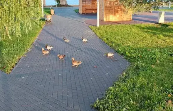 Восеньская прагулка
