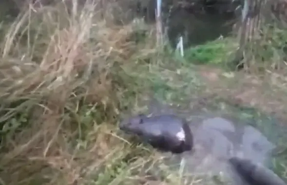 Бобр на воле
