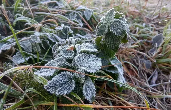 Заморозки в Беларуси