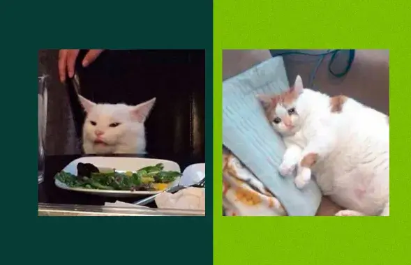 Дзе танней купляць корм для жывёл?
