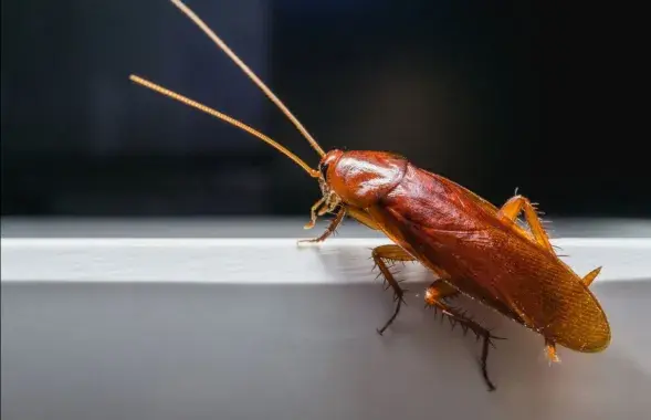 Таракан, иллюстративное фото
